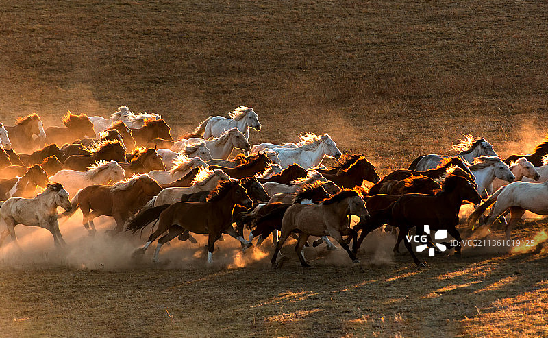万马奔腾图片素材