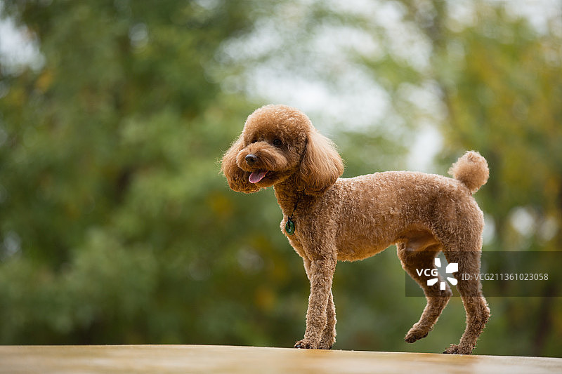 宠物泰迪纯底设计素材模板图片素材