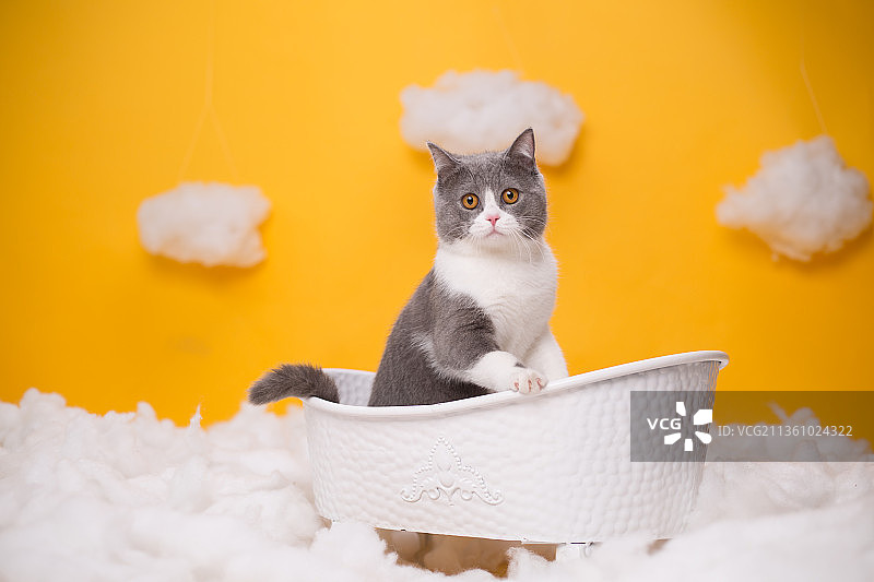 宠物英短纯底设计素材模板图片素材