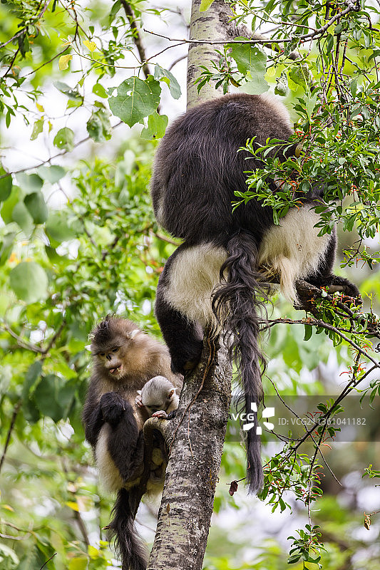 云南迪庆香格里拉滇金丝猴国家公园图片素材
