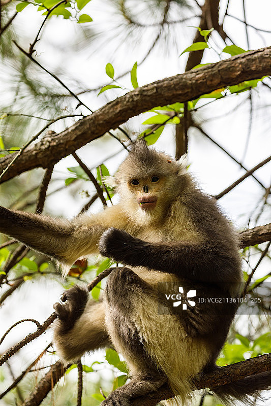 云南迪庆香格里拉滇金丝猴国家公园图片素材