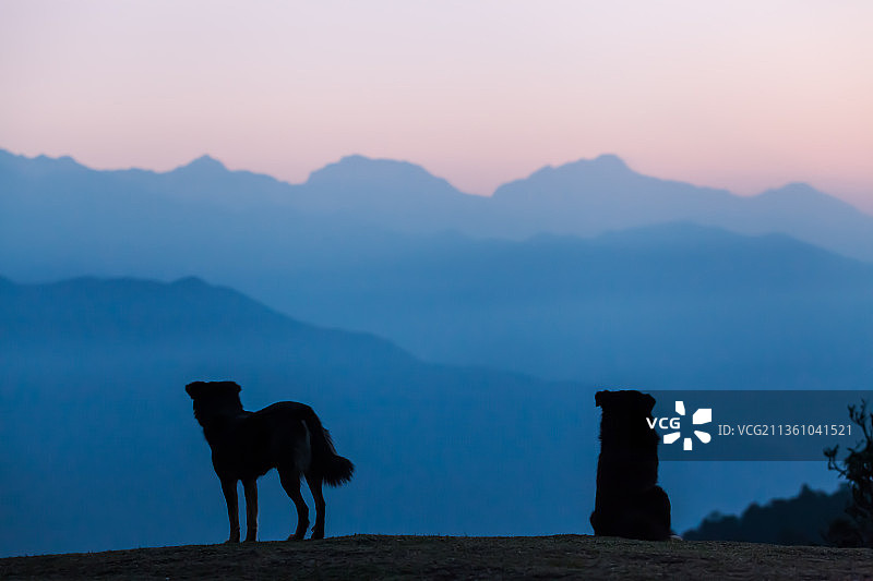 尼泊尔博卡拉日出狼狗图片素材