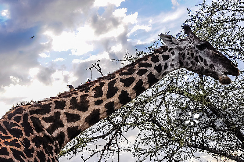 塞伦盖地的长颈鹿 Giraffe in Serengeti图片素材