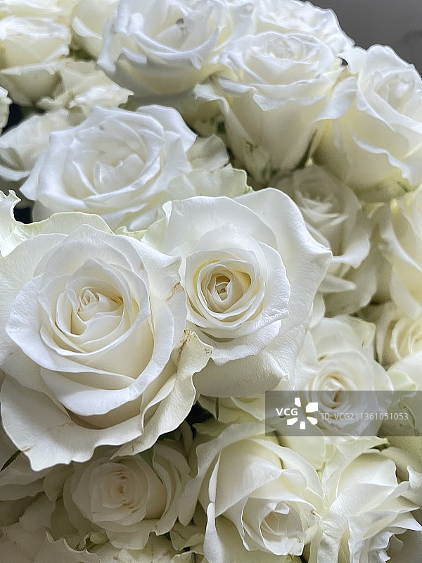 白玫瑰图片素材