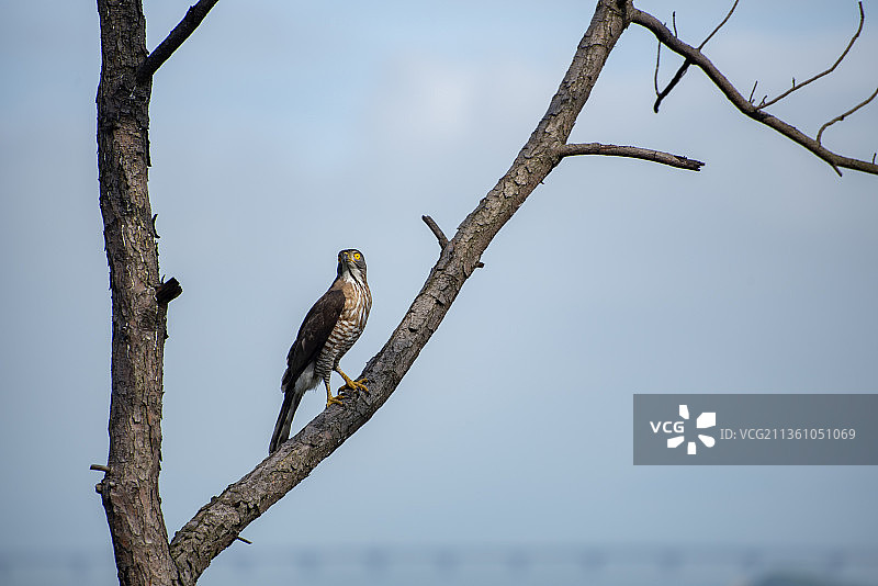 落在树枝上的游隼图片素材