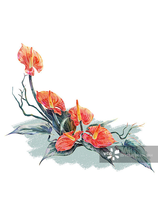 国风自然植物花烛插画元素图片素材