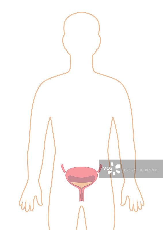 人体内部器官膀胱图片素材