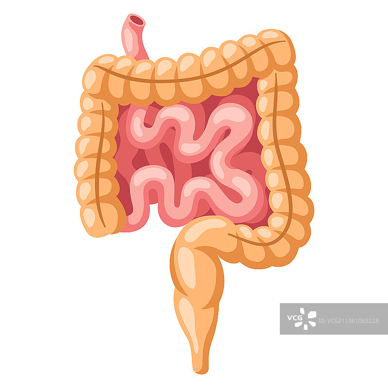 人体内脏器官：肠图片素材