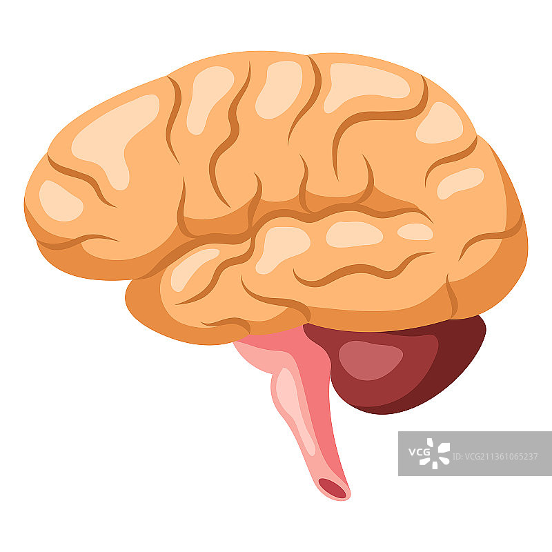 人脑内部器官图片素材