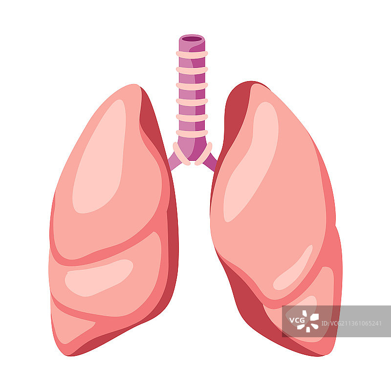 肺部内部器官人体图片素材