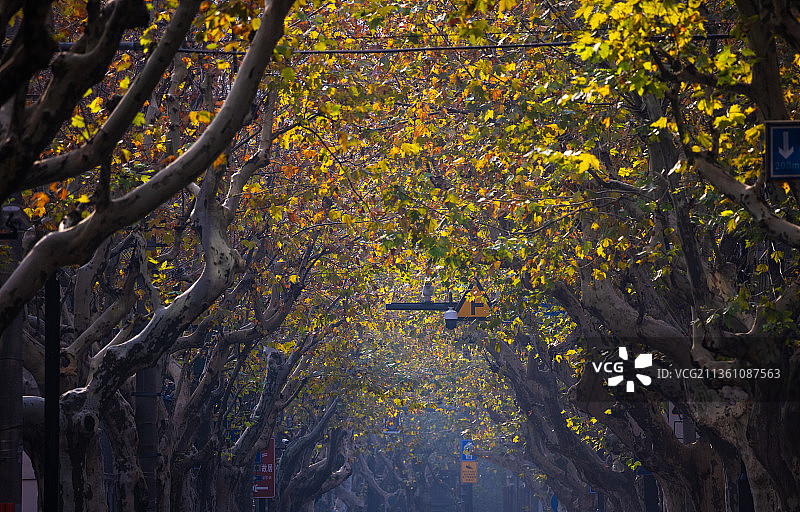 上海的梧桐树街道图片素材