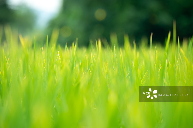 稻田风光背景图片素材