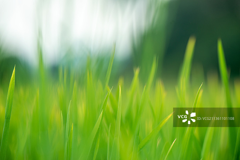 稻田风光背景图片素材