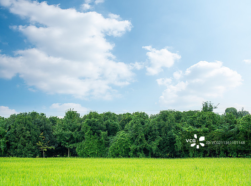 稻田风光背景图片素材
