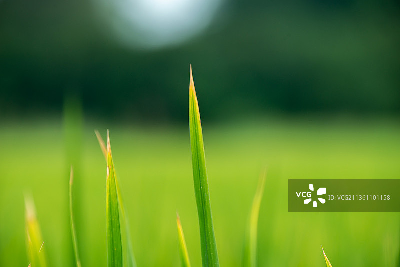 稻田风光背景图片素材