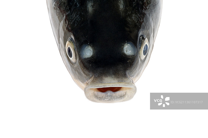 鲫鱼头部特写图片素材