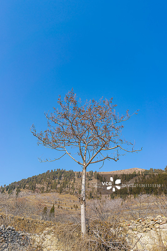 中国山东济南莱芜区老中堂村里的一棵树图片素材