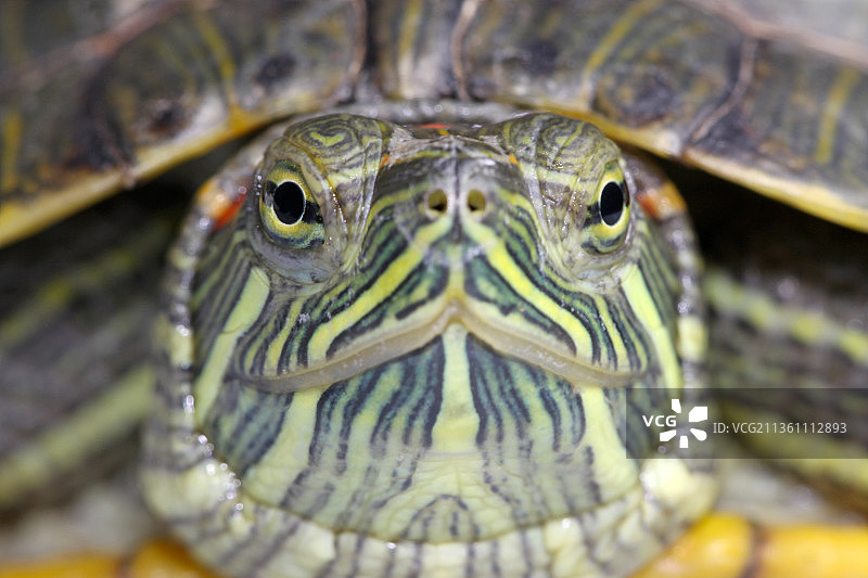 巴西龟头部特写图片素材