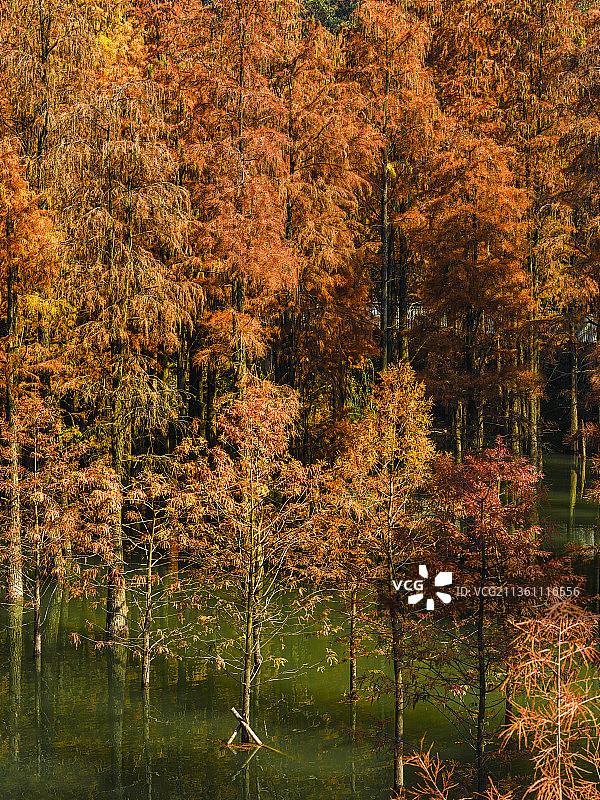 杭州·临安青山湖水上森林图片素材