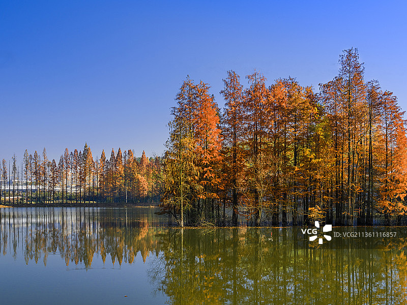 杭州·临安青山湖水上森林图片素材