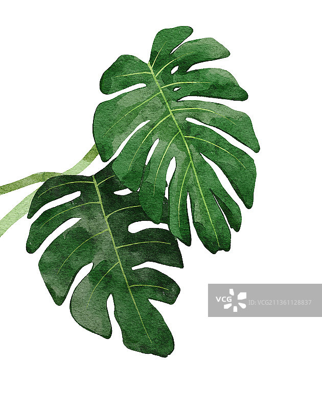 水彩植物叶子图片素材