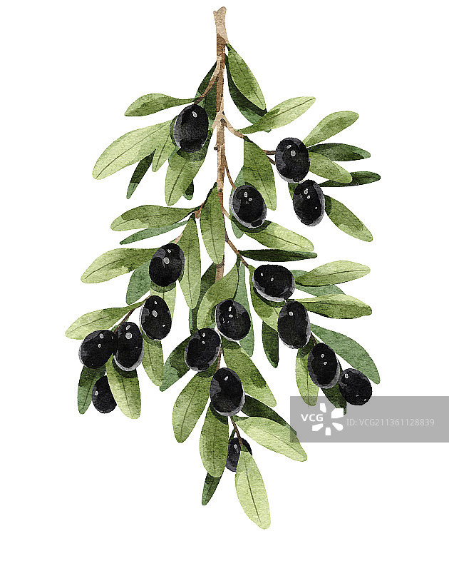 水彩植物学橄榄树叶图片素材
