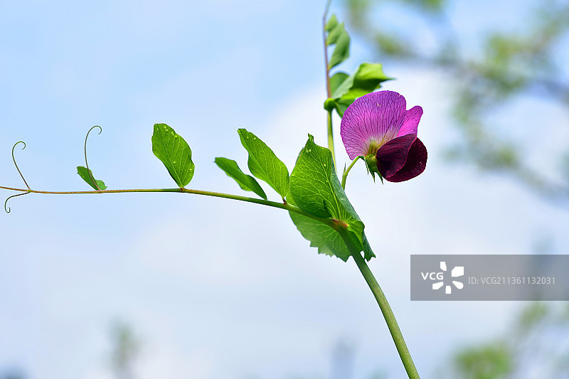 豌豆花图片素材