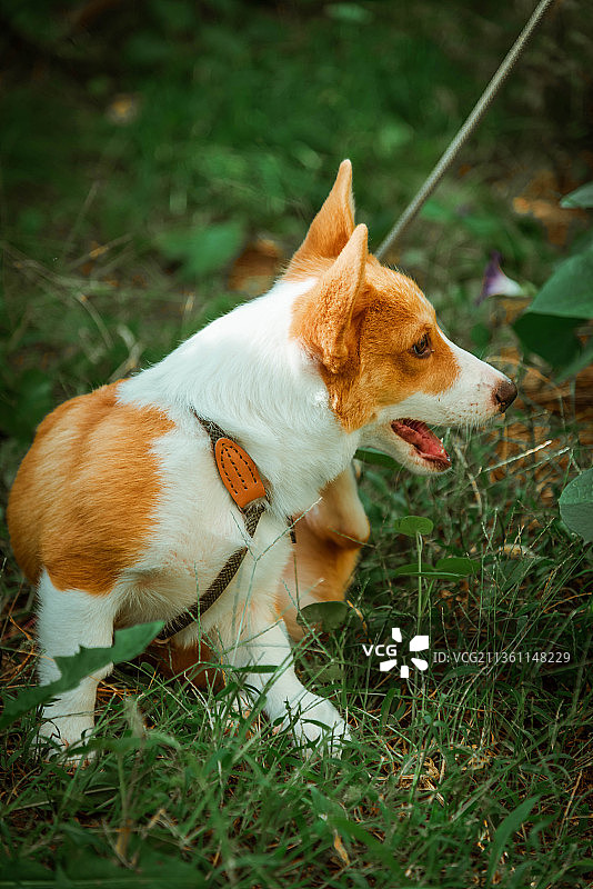 小柯基图片素材