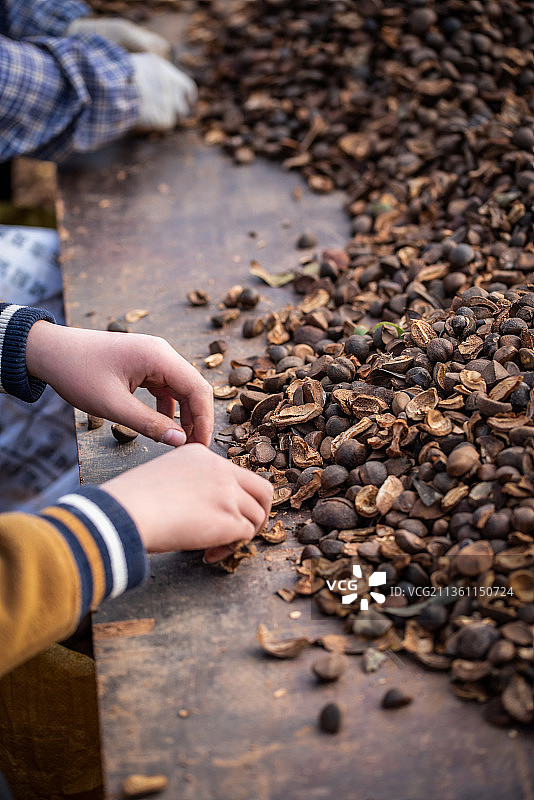 农民在挑捡油茶籽图片素材