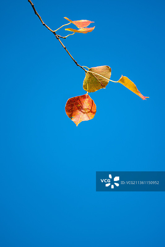 蓝天下的乌桕树红叶图片素材