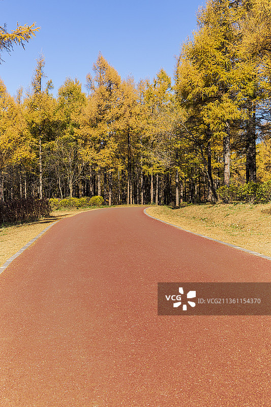 森林中的黄金大道图片素材