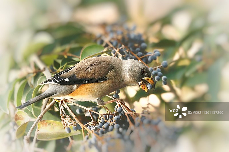 蜡嘴雀图片素材