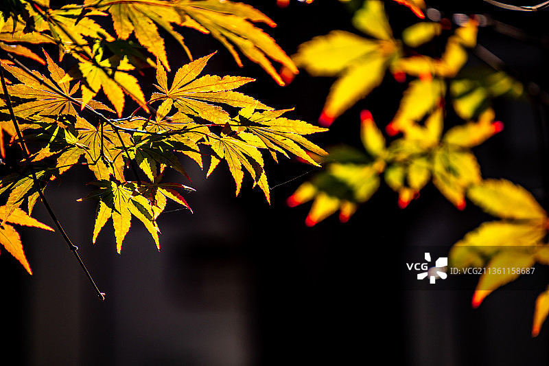 江苏南京清凉山秋色.清凉古寺红枫图片素材