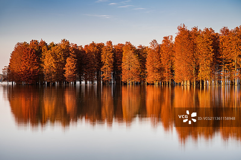 秋季的宁波四明湖水杉林图片素材