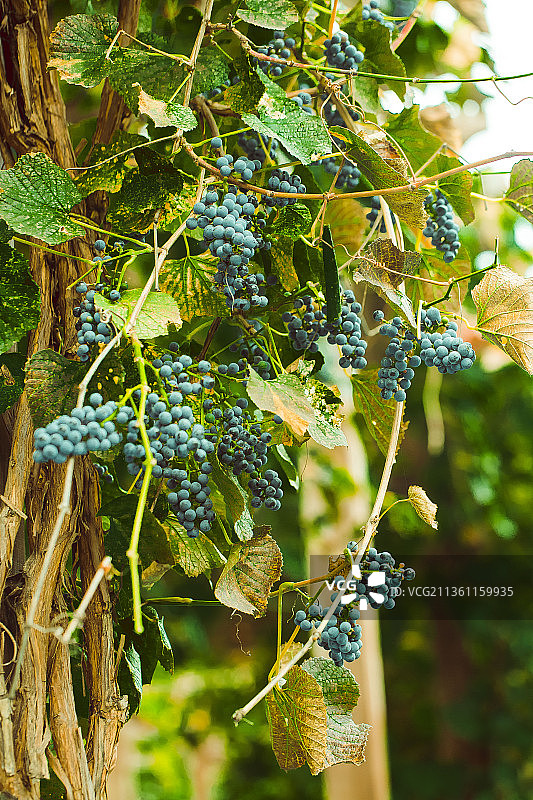 想在葡萄藤蔓上的黑加仑图片素材