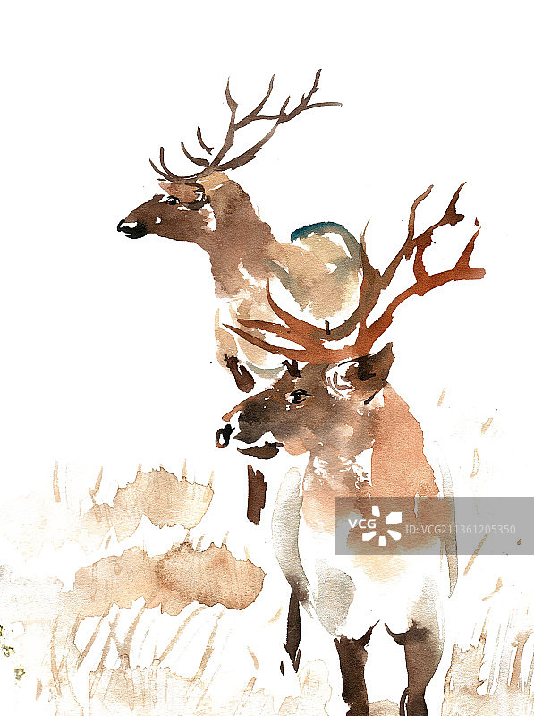 眺望的小鹿图片素材