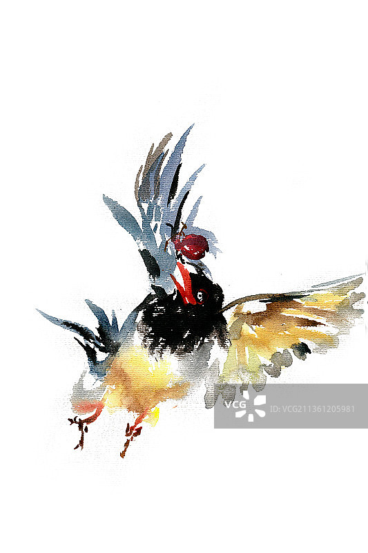 觅食的鸟图片素材