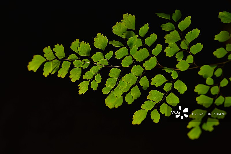 铁线蕨 蕨叶 叶片经脉 特写图片素材