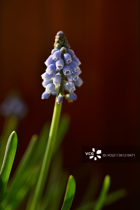 棕色背景下紫色的葡萄风信子花特写图片素材