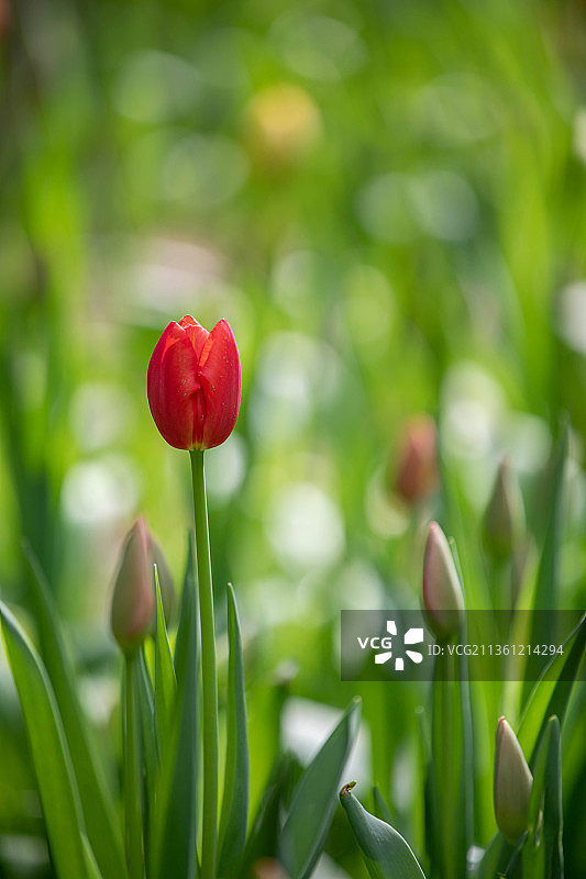 郁金香图片素材