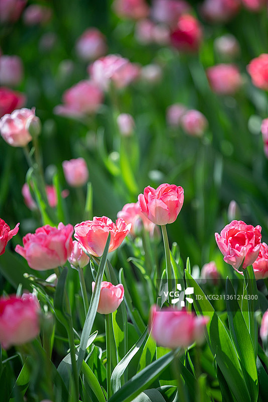 郁金香图片素材