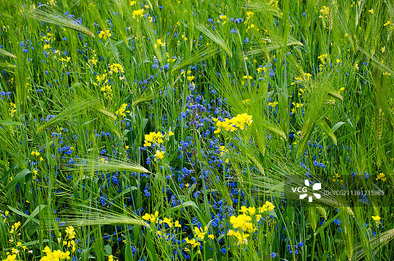 藏地青稞图片素材