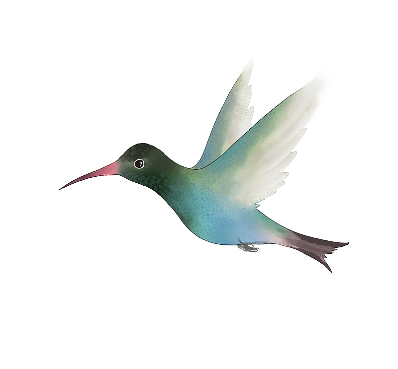 蜂鸟插画素材图片素材