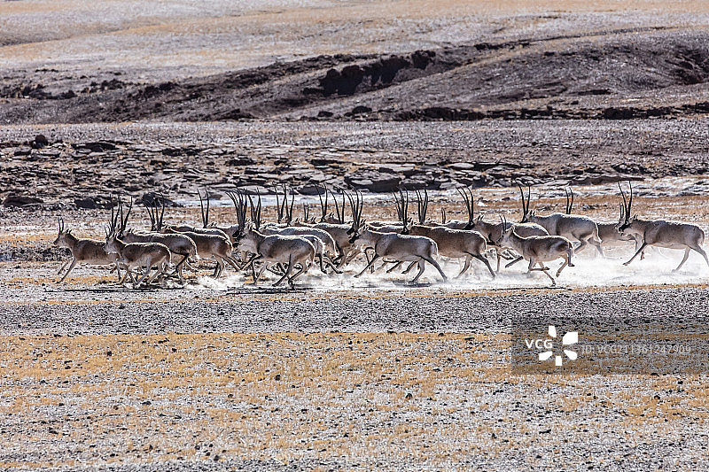 西藏那曲尼玛县羌塘草原上奔跑的藏羚羊。图片素材