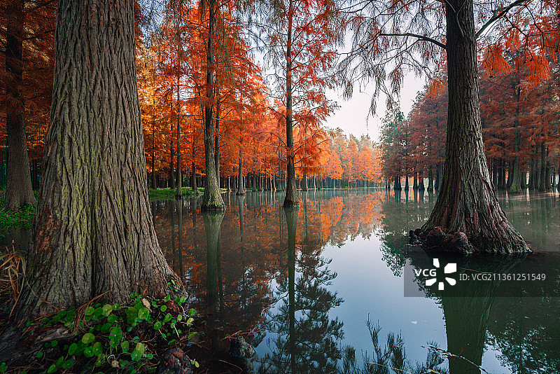 深秋时分上海清西郊野公园红衫林美如画图片素材