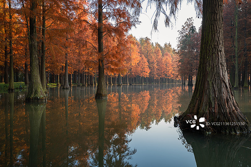 深秋时分上海清西郊野公园红衫林美如画图片素材