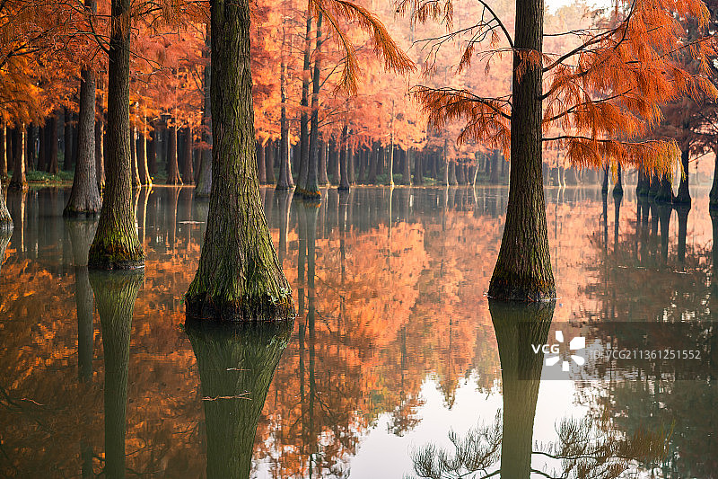 深秋时分上海清西郊野公园红衫林美如画图片素材