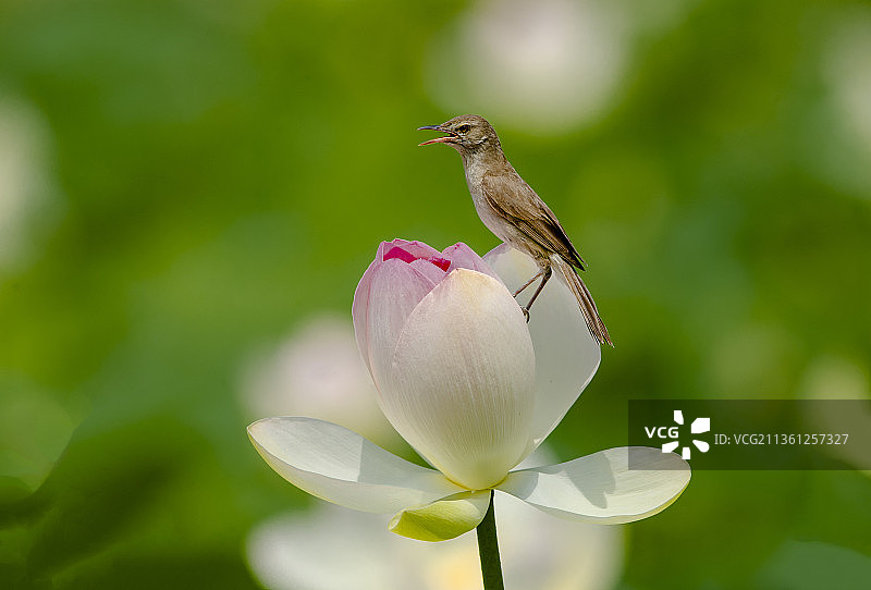 大苇莺站荷图片素材