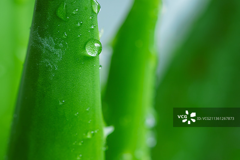 带有水珠的翠绿的芦荟微距特写图片素材