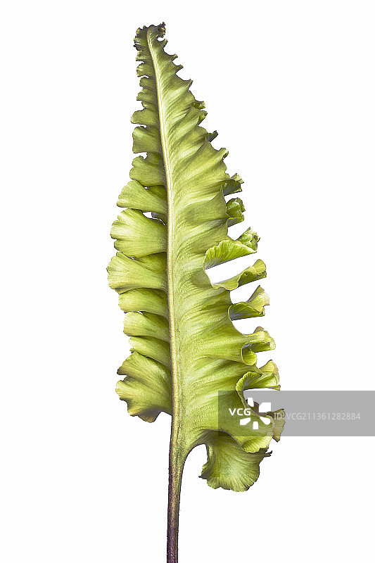 铁角蕨图片素材